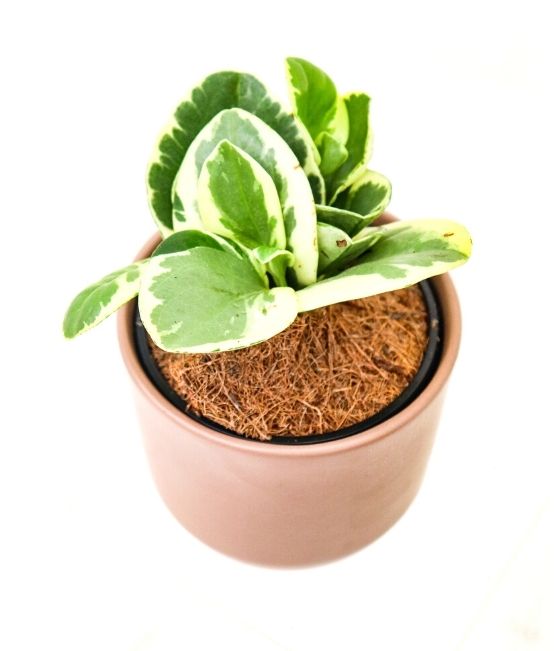 Peperomia in Sabrina Pot