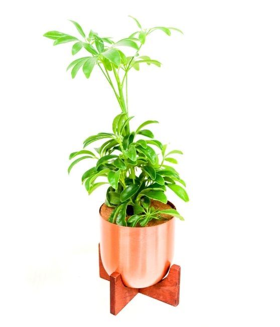 Schefflera Dwarf Umbrella Plant in Fantina Copper pot with Stand