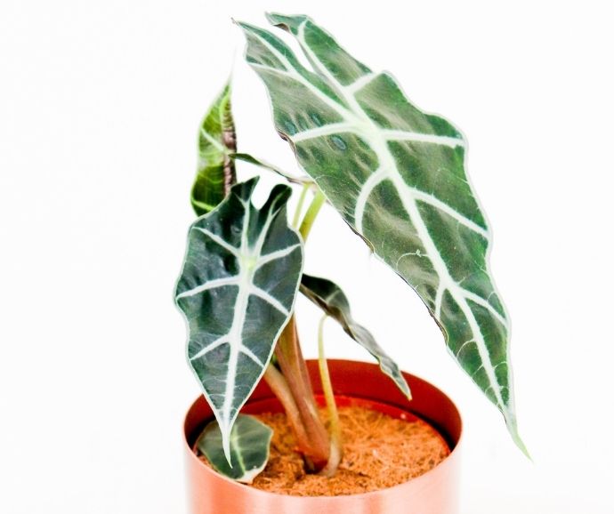 Alocasia Polly in Fantina Pot