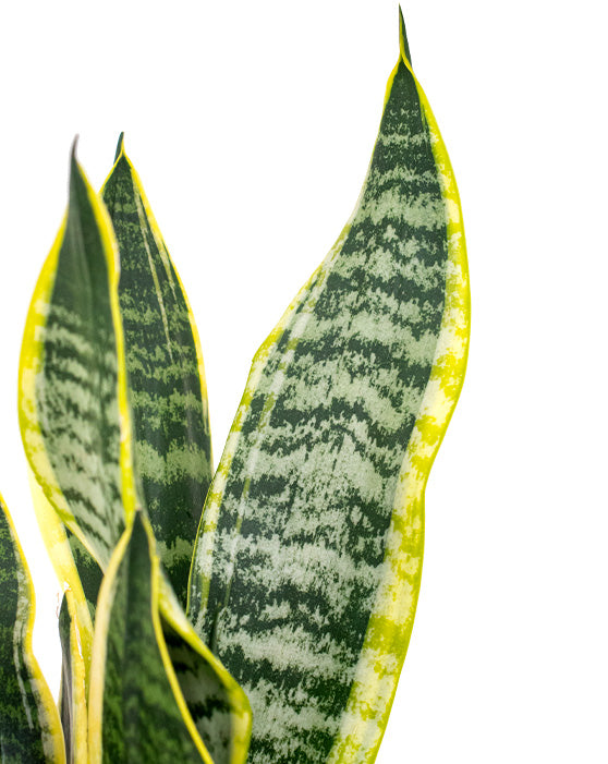 Variegated Snake Plant Mother in Laws Tongue