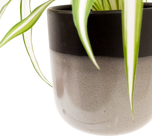 Spider Plant Tropi CO