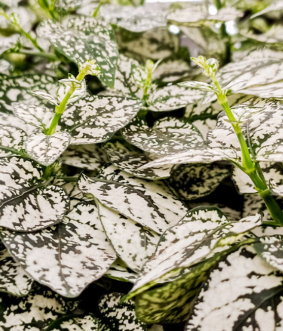 White Polka Dot Close Up