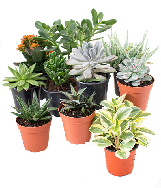 Succulent Growers Choice Collection Tropi Co