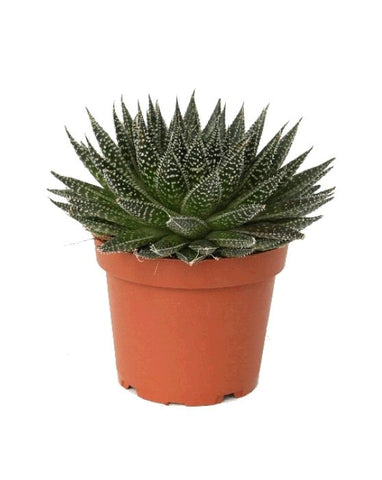 Succulent in 5 inch growers pot