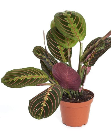 Red Prayer Plant