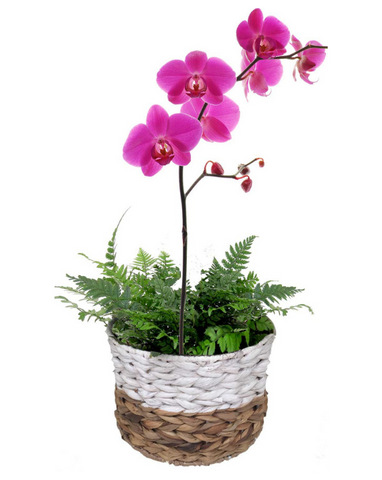 Purple Orchid and Fern planted in Wicker Basket Garden: Tropi Co