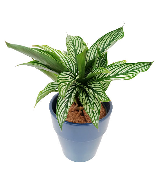 White Pin Stripe Calathea in Elize Pot