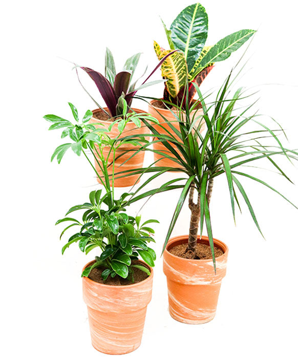 Collection de plantes d'intérieur tropicales en pots de terre cuite (lot de  4)