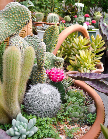 Livraison de fleurs le jour même Toronto – Cadeaux fleurs Toronto - Succulentes et cactus