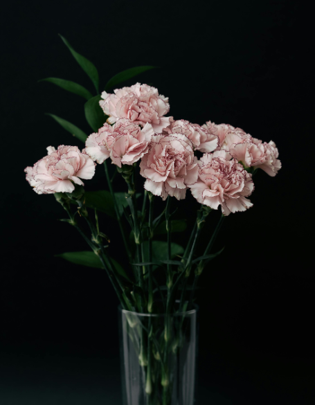 Same day flower delivery Canada – Canada flowers gifts - Carnation Flower Gifts