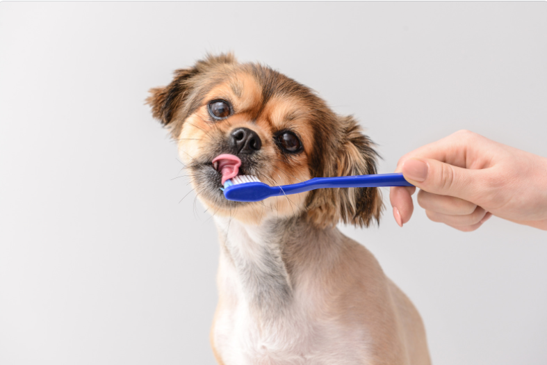 How often should you clean your Dog's Teeth? Puffy Heroes