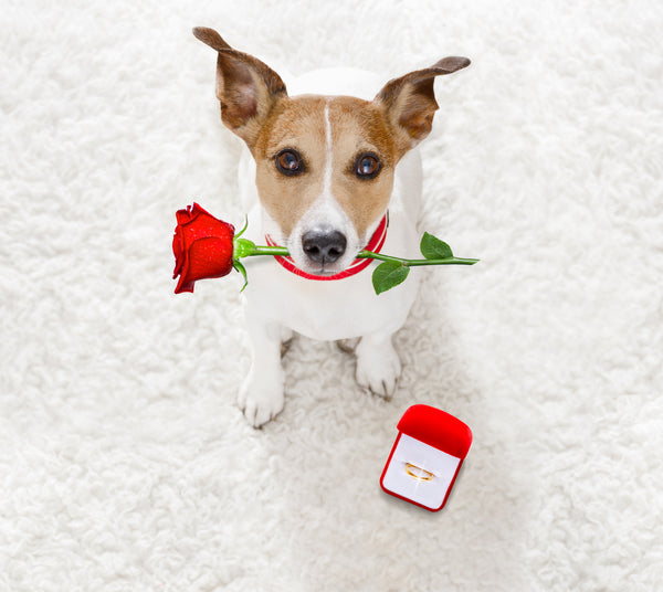 Pet-assisted Proposal