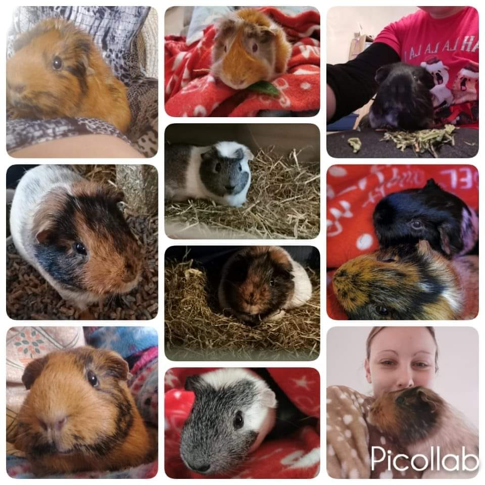 Collage of festive Guinea Pig photos