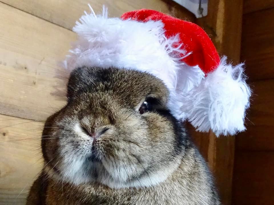 Rommel the rabbit in his festive hat