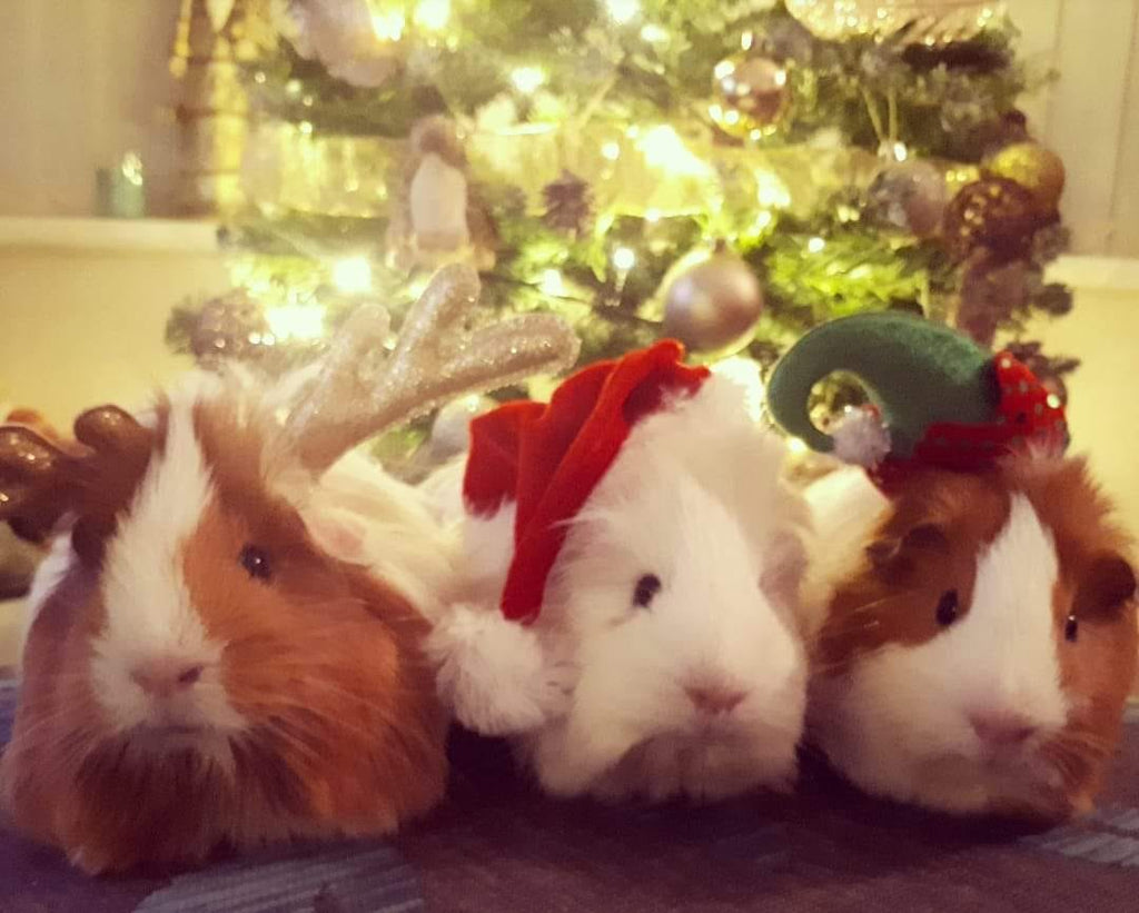 3 Guinea pigs dressed in festive hats