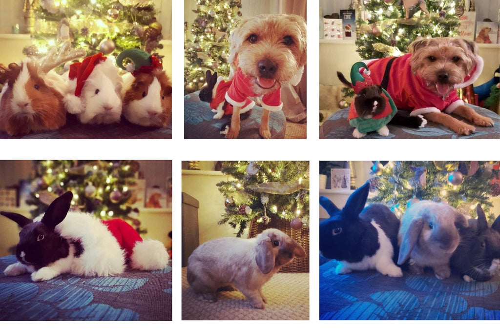 Festive pet collage with dog, guinea pigs and rabbits
