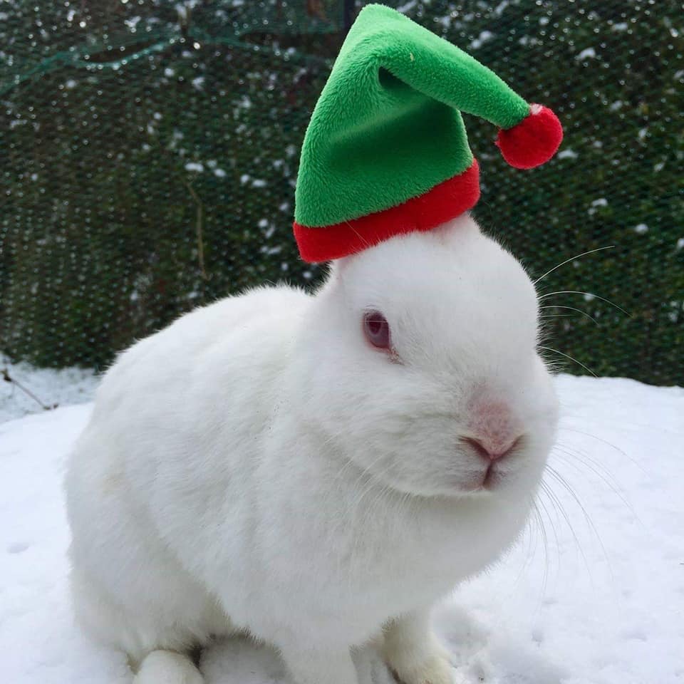 Fendi the rabbit in snow