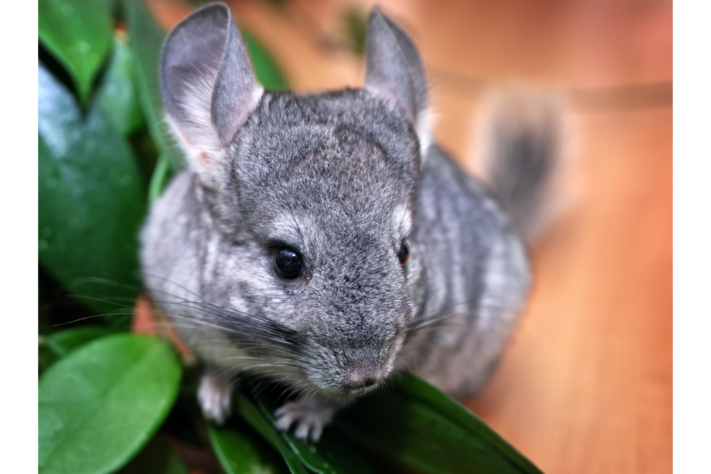 chinchilla-close-up-next-to-plant