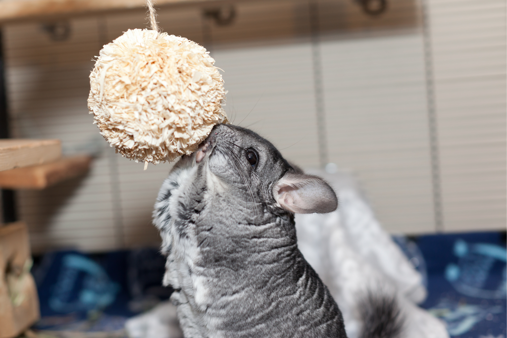 chinchilla-playing-with-ball-on-string