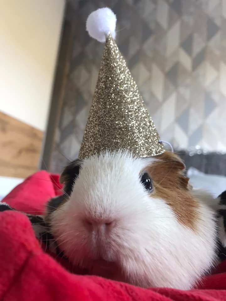 Guinea pig in sparkly festive hat