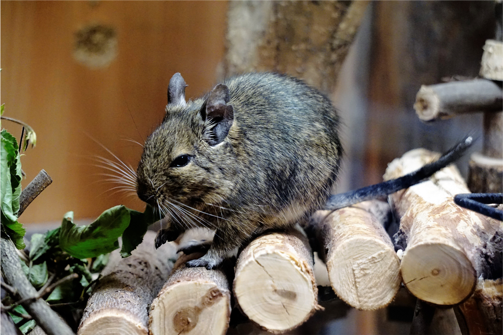 Degu-eating-leaves-on-branches