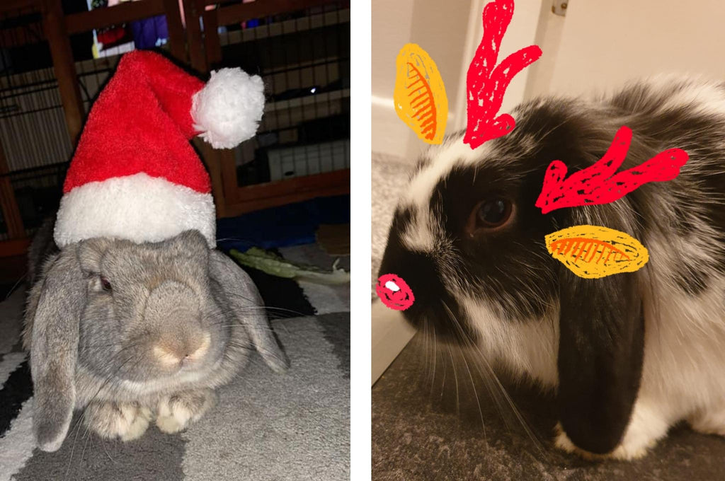 Grey rabbit with santa hat and black and white rabbit as rudolph