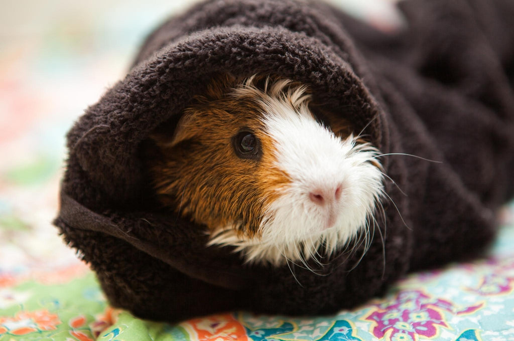 Guinea pig in blanket tunnel