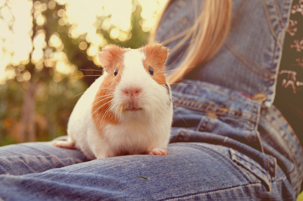 Guinea pig on lap