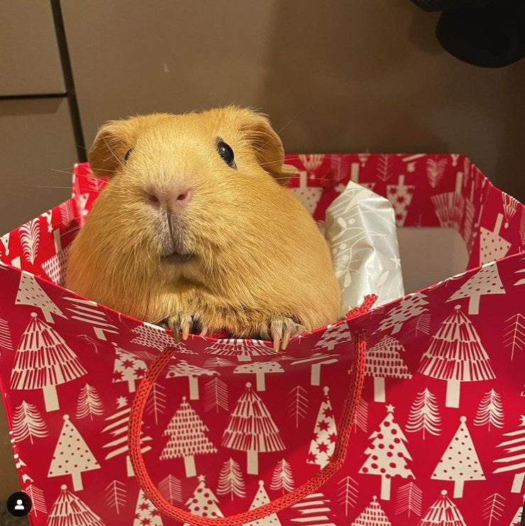 Honey the Guinea pig peeking out from festive gift bag