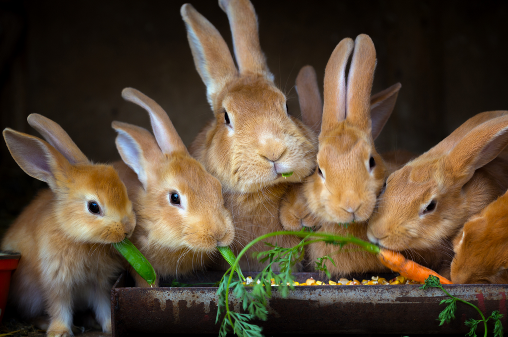 Rabbits eating treats