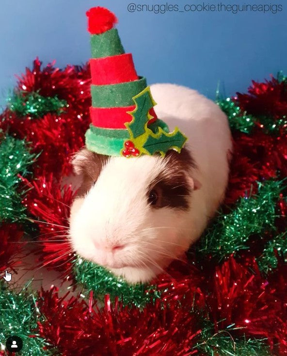 Snuggles the guinea pig dressed in festive hat