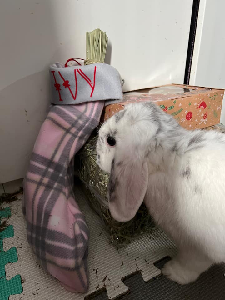 Ivy the rabbit with her Christmas presents