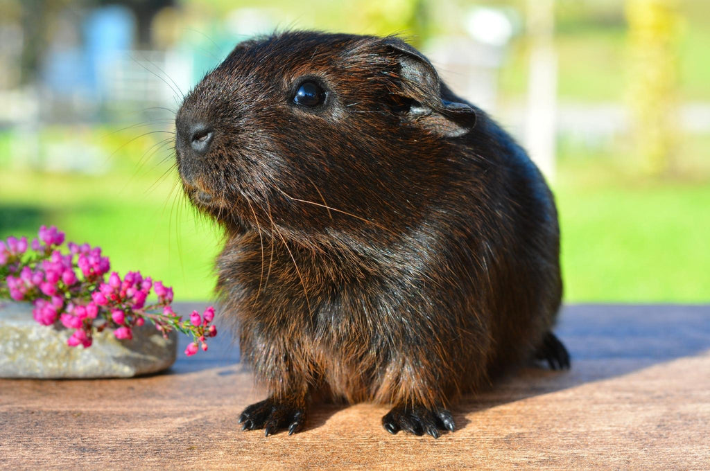 Dark coloured guinea pig
