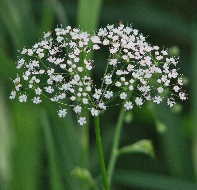 Lesser-water Parsnip