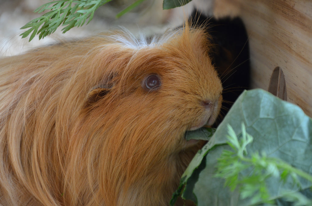 Caramel-guinea-pig-eating-greens