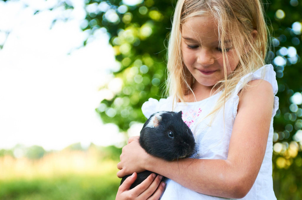 Child holding Guinea Pig