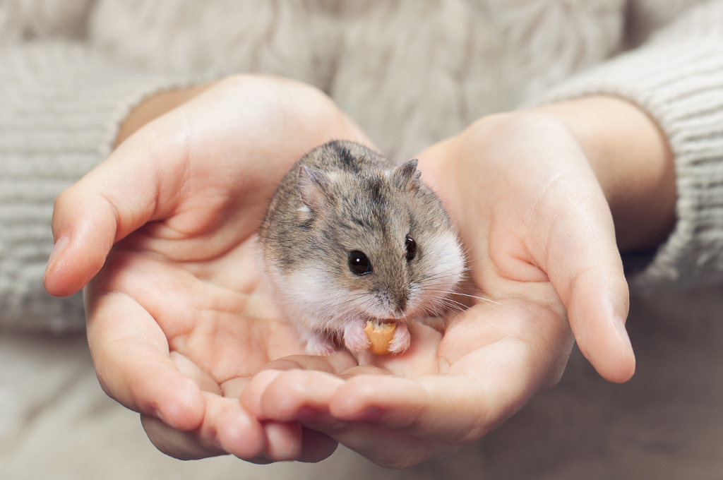 Dwarf hamster being held