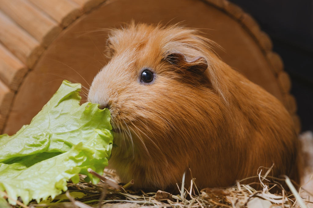 Can Guinea Pigs Eat Candy: The Truth Revealed!