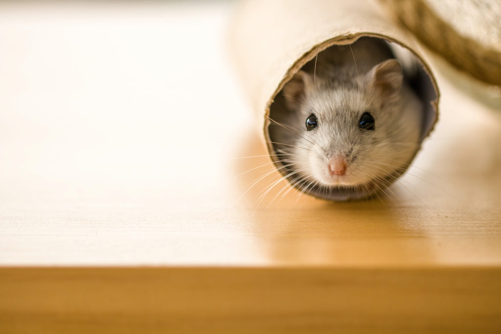 Hamster-peaking-out-from-tube