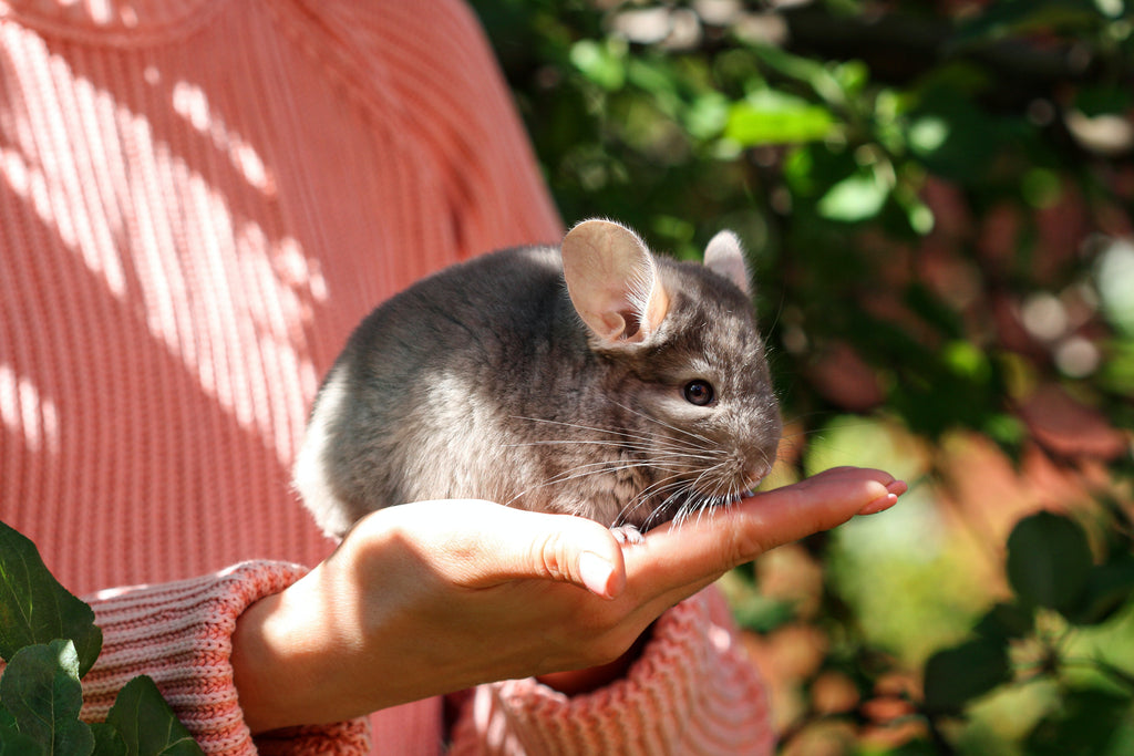 lady-holding-chinchilla-in-palm-of-hand