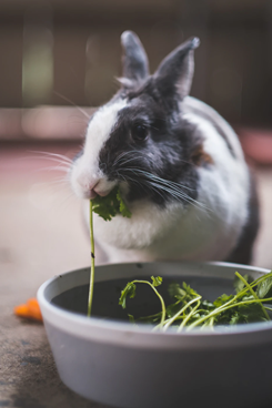 rabbit eating grass from a bowl