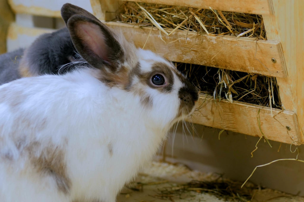 Rabbit eating hay from rack
