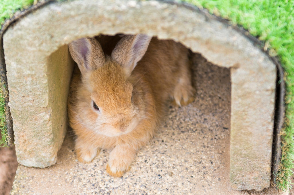 Rabbit in house