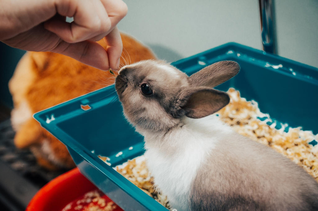 Rabbit litter training