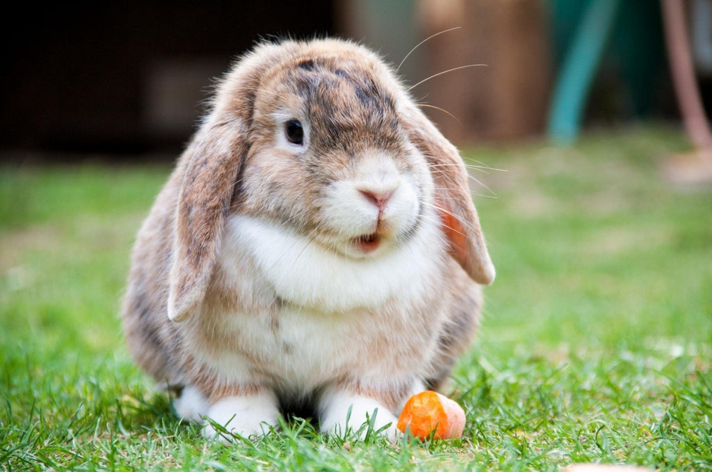 Rabbit with a carrot