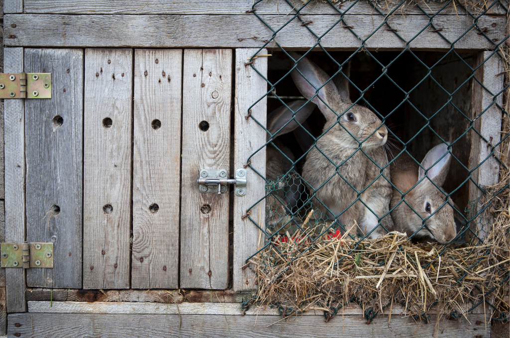 Rabbits in hutch outside