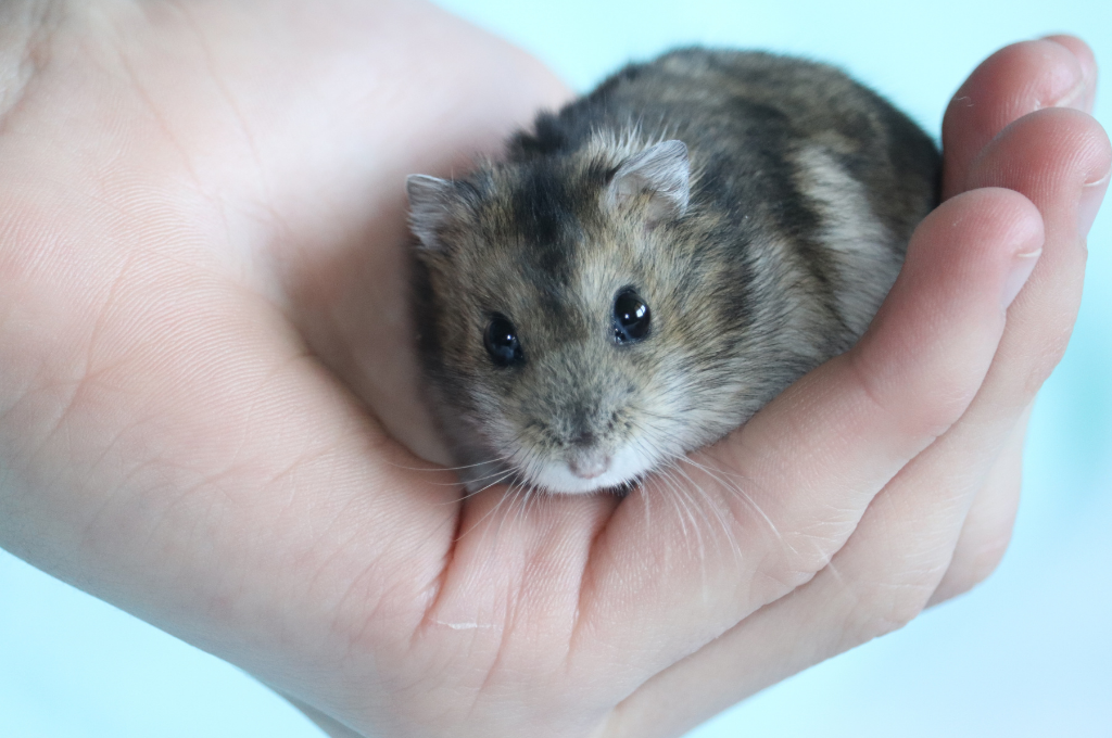 Small hamster being held