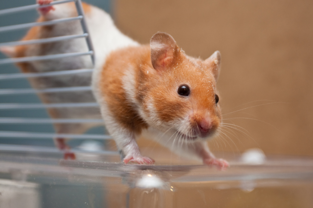 Syrian hamster in cage