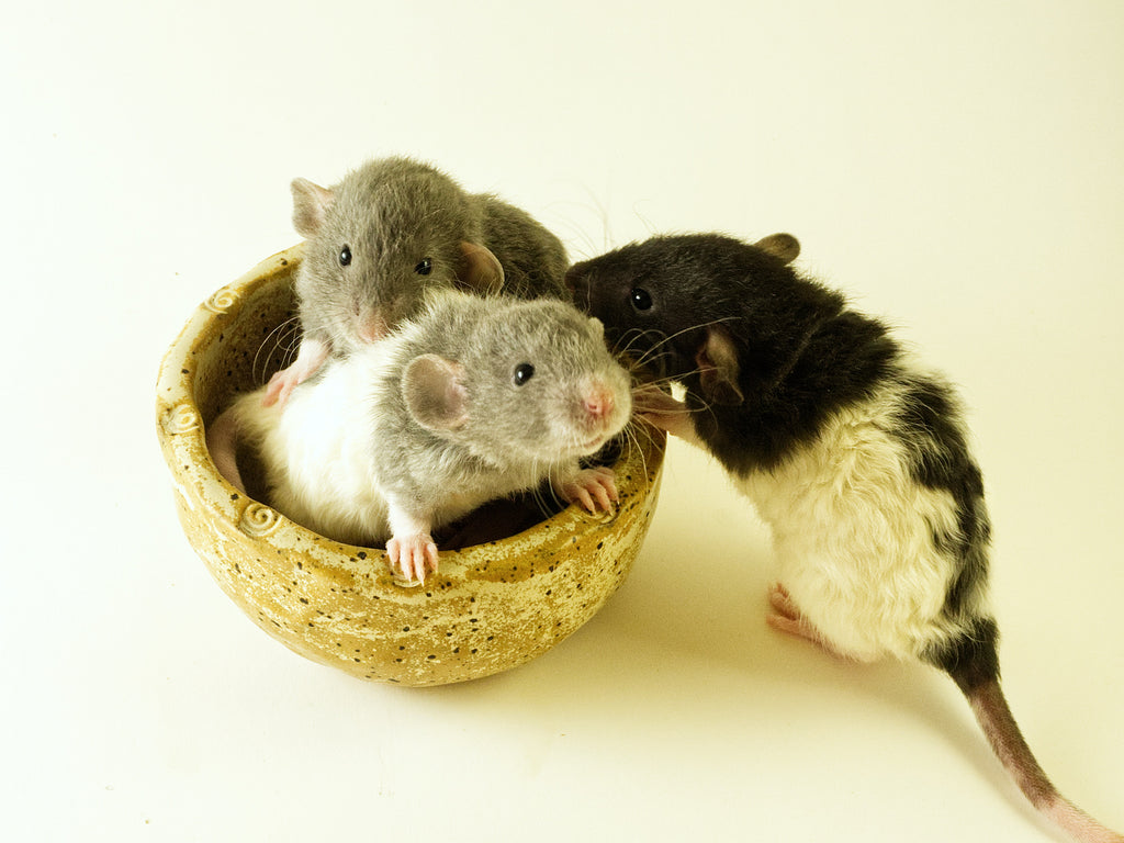 Three-rats-in-ceramic-bowl