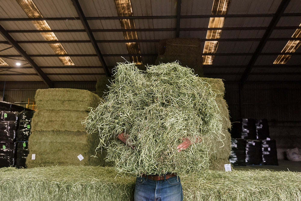 Person holding hay